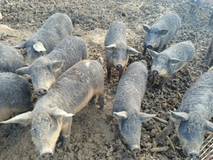 Vând purcei rasa Mangalița - imagine 2