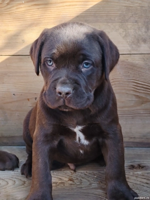 Cane corso disponibile  - imagine 5