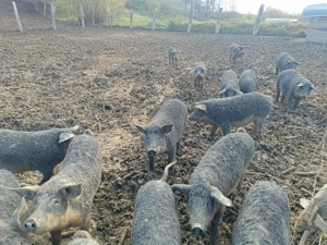 Vând purcei rasa Mangalița - imagine 3