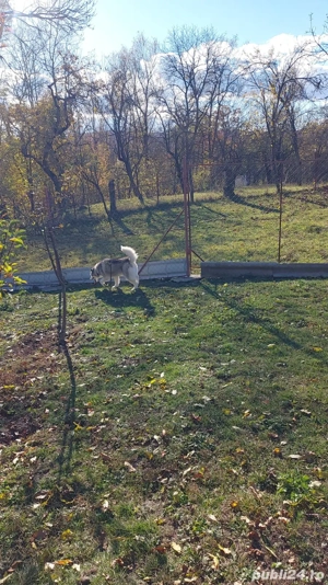 Husky pentru adopție mascul și femelă  - imagine 4
