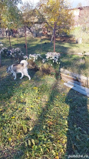 Husky pentru adopție mascul și femelă  - imagine 5