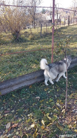 Husky pentru adopție mascul și femelă  - imagine 2