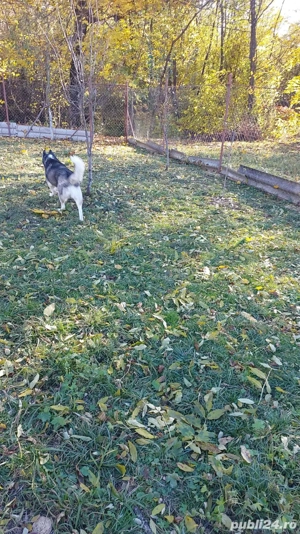 Husky pentru adopție mascul și femelă  - imagine 3