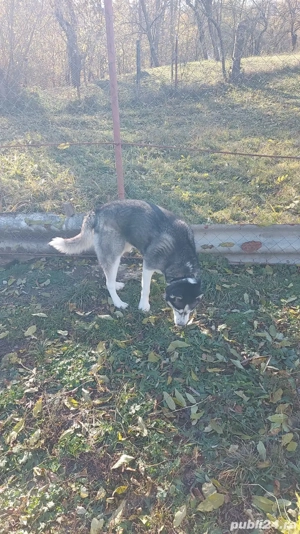 Husky pentru adopție mascul și femelă 