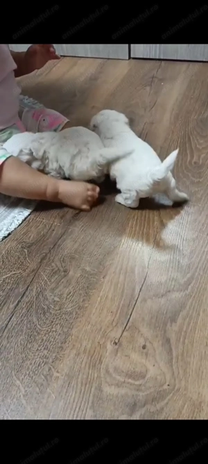 Bishon frise - imagine 3 Bishon frise - imagine 3