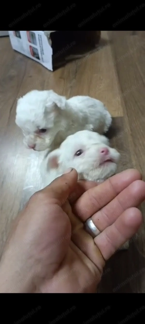 Bishon frise - imagine 2 Bishon frise - imagine 2