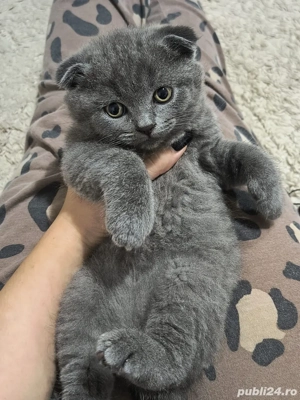motanei scottish fold