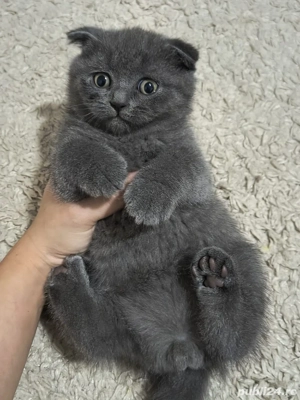 scottish fold white & blue - imagine 3 scottish fold white & blue - imagine 3