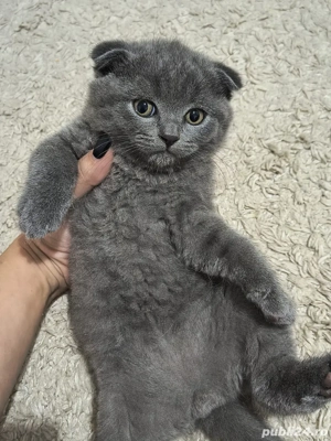 scottish fold white & blue - imagine 5 scottish fold white & blue - imagine 5