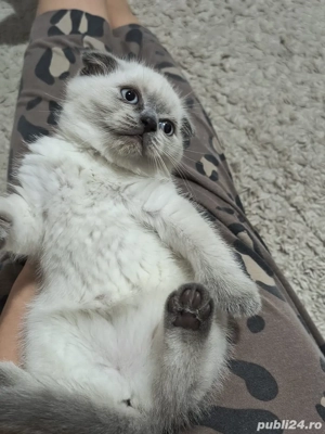 scottish fold white & blue - imagine 2 scottish fold white & blue - imagine 2