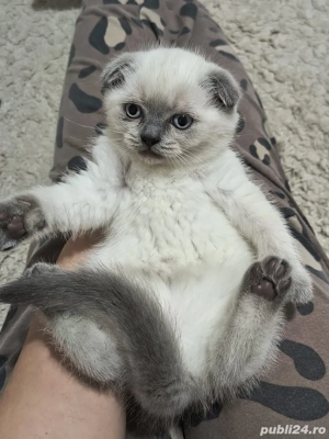 scottish fold white & blue