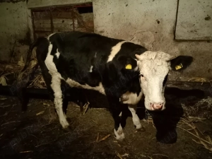 Vând junincă și 6 viței