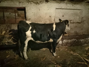 Vând junincă și 6 viței - imagine 2