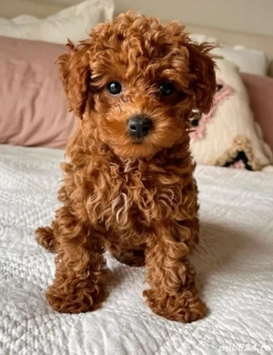 Pudel  Poddle  Caniche Băiat