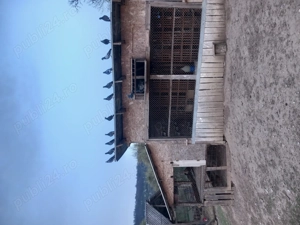 Vînd porumbei voiajori