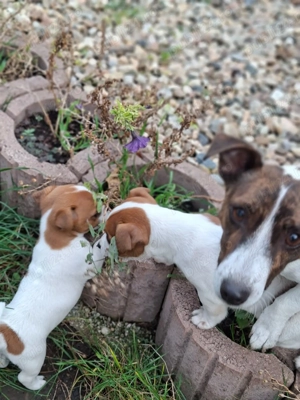 Jack Russell Terrier