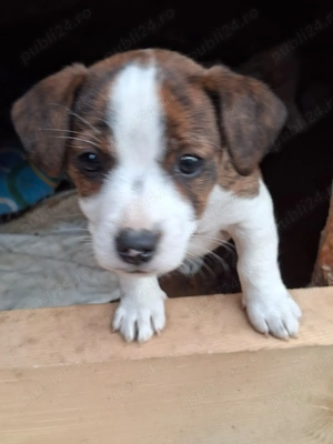 Jack Russell Terrier - imagine 2