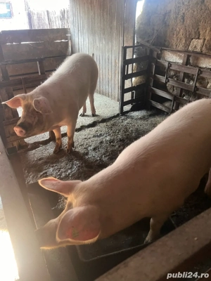 vand porci 17 lei kg