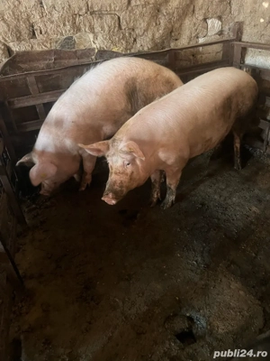 vand porci 17 lei kg  - imagine 2 vand porci 17 lei kg  - imagine 2