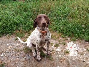 Vand catea brac german