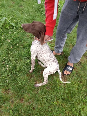 Vand catea brac german - imagine 2