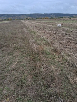 Vand catea brac german - imagine 4