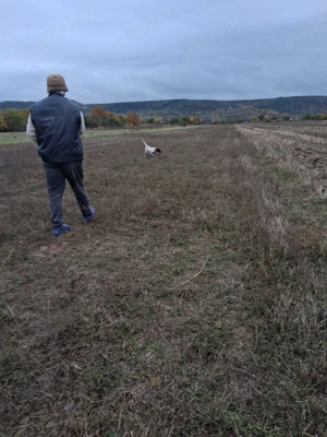 Vand catea brac german - imagine 5