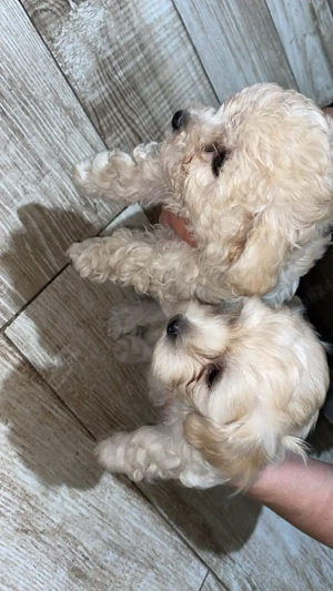 Bichon maltese mini toy - imagine 3