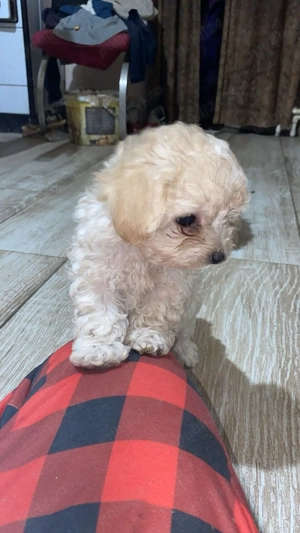 Bichon maltese mini toy - imagine 2