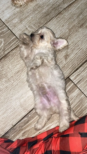 Bichon maltese mini toy - imagine 4