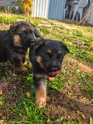 Ciobănesc German-Rasă pură,Standard German,Linie de top - imagine 2