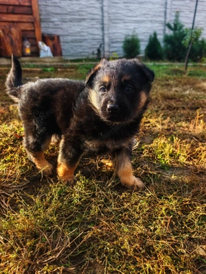 Ciobănesc German-Rasă pură,Standard German,Linie de top - imagine 4