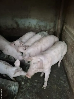 Porci Landrace
