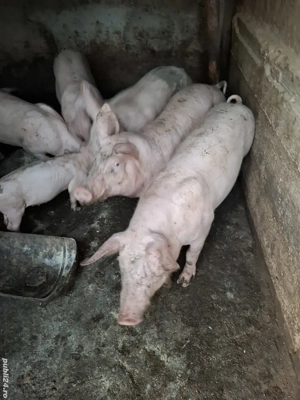 Porci Landrace - imagine 2