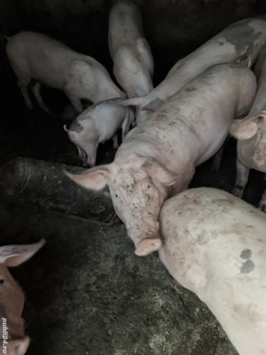 Porci Landrace - imagine 3