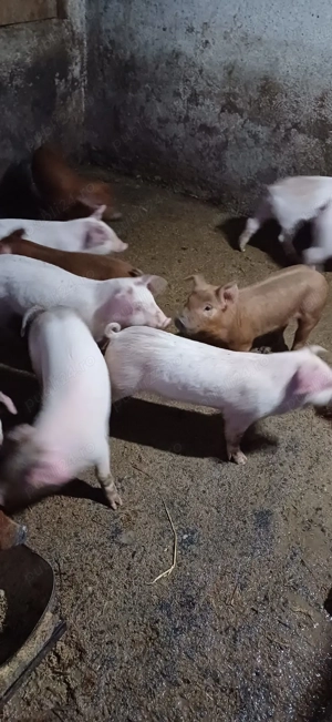 Vând purcei Landras  - imagine 2 Vând purcei Landras  - imagine 2