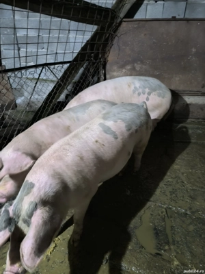 vand porci 