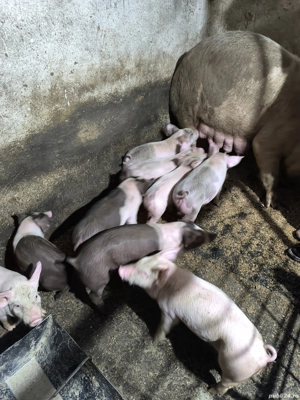 vand purcei - imagine 2