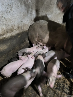 vand purcei - imagine 3