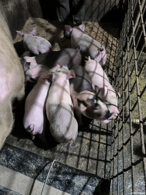 vand purcei - imagine 4