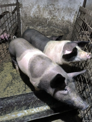 vand porcii - imagine 2