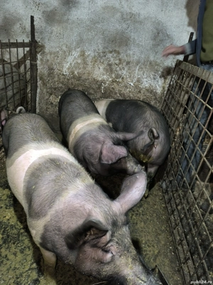 vand porcii - imagine 3