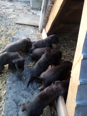 Căței cane corso  - imagine 2