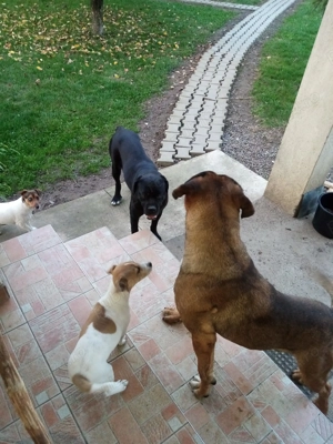 Căței cane corso  - imagine 5