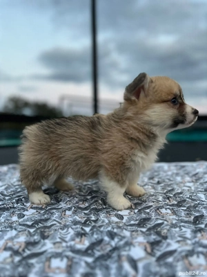 welsh corgi pembroke - imagine 3