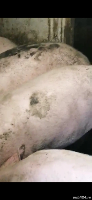 vand porci - imagine 2