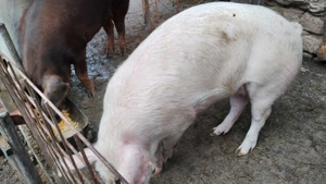 Vand porc 160-180kg - imagine 4