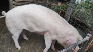 Vand porc 160-180kg - imagine 5