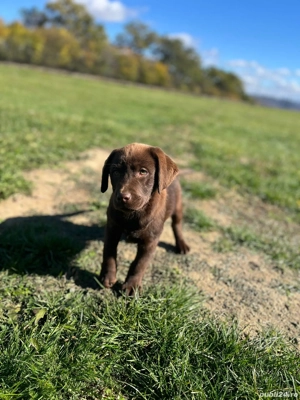 labrador retriver - imagine 2 labrador retriver - imagine 2