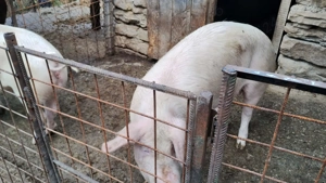 Vand porc 160-180kg - imagine 2